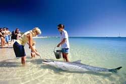 Monkey Mia dolphin